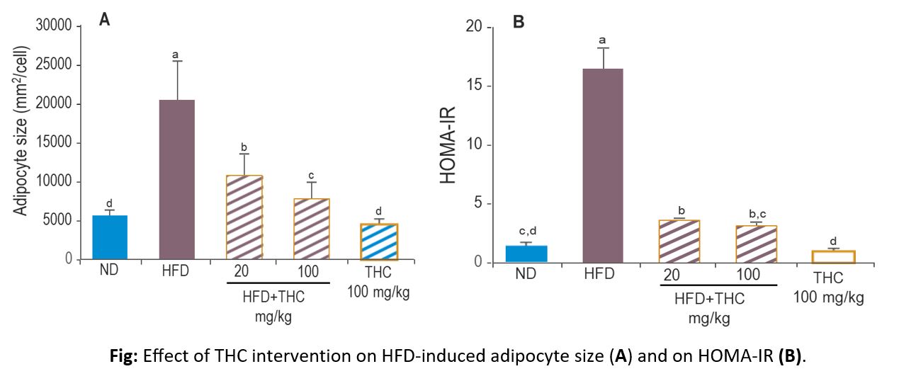 Effect of THC intervention on HFD-induced adipocyte size and HOMAR-IR